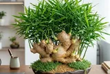 Cách trồng gừng bonsai phong thủy xanh mướt, mầm đâm tua tủa