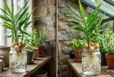 Cách trồng gừng thủy sinh nhanh nảy mầm để cả năm vẫn xanh tươi đẹp mắt