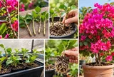 Cách trồng hoa giấy bằng cành: Làm đúng 5 bước này, cây nhanh ra rễ, lớn khỏe, sớm bung hoa