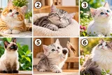 Chọn 1 chú mèo cưng bạn thích nhất