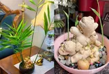 Cách trồng gừng đẻ nhiều nhánh con