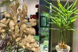 Tại sao nhiều người thích trồng gừng phong thủy trong nhà?