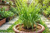 Vì sao ngày càng nhiều gia đình chọn trồng sả trong nhà?