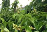 Đặc sản có tên "ngượng đỏ mặt", xưa mọc bờ rào nay được ưa chuộng giá 100.000 đ/kg, trồng 2 tháng cho thu hoạch