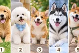 Bạn thấy chú chó cưng nào đáng yêu nhất?