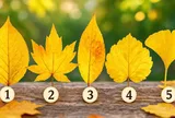 Chiếc lá vàng nào khiến bạn thấy rung cảm nhất?