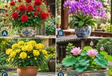 Chọn 1 chậu hoa mà bạn thích nhất