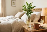 Vì sao nên đặt 1 bình gừng thủy sinh ở đầu giường
