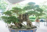Cây mọc bờ rào “lên chậu” thành bonsai dáng đẹp, được săn lùng nhờ ý nghĩa phong thủy, có cây giá gần 1 tỷ đồng