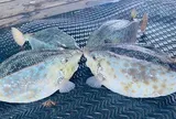 Loài cá nghe tên dữ dằn, thịt trắng phau được ví như "gà nước mặn", xưa không ai biết đến nay thành đặc sản nổi tiếng