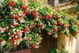 Cách trồng cây sử quân tử (hoa giun) xanh tốt quanh năm, hoa nở thơm ngát