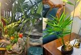 Cách trồng gừng thủy sinh hút tài lộc cho dân công sở