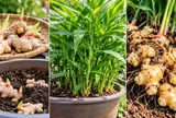 Cách trồng gừng trong chậu tại nhà để nhiều nhánh, nhiều củ, củ to mập