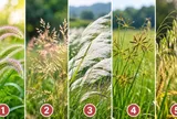 Chọn nhánh cỏ khiến bạn chú ý nhất, xem bạn đang thu hút vận may gì