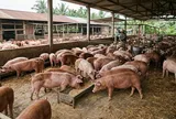 Giá heo hơi hôm nay 15/10: Tiếp tục giảm, nhiều nơi chạm mốc 50.000 đồng/kg