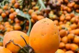 Đặc sản có tên "ngượng đỏ mặt", xưa mọc bờ rào nay được ưa chuộng giá 100.000 đ/kg, trồng một lần thu hoạch nhiều năm