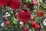 Loại quả tốt trên thế giới, Việt Nam trồng bạt ngàn thành đặc sản nổi tiếng từ 10.000 đ/kg, tốt cho sức khỏe