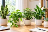 Cách chọn cây cảnh để bàn cho người hay nóng nảy