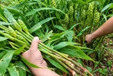 Cách trồng gừng ra hoa, đẻ nhánh quanh năm