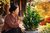 Nhà có loại cây này nở hoa báo Tiền to sắp đổ về