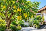 Nên trồng cây khế ở vị trí nào?