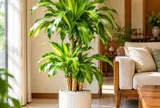 Tuổi con giáp phù hợp khi trồng cây cảnh thiết mộc lan