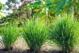 Loại cây gia vị mọc bờ bụi, giàu dưỡng chất, trồng một lần thu hoạch nhiều đợt giúp nông dân làm giàu