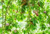 Loại quả xưa chín rụng đầy gốc nay thành đặc sản 110.000 đ/kg, trồng một lần thu hoạch nhiều năm, người thành phố ưa chuộng