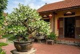 Cách trồng Mai Chiếu Thủy bung hoa trắng xóa, lá tươi tốt quanh năm