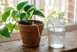 Không cần mua đủ loại phân bón, người trồng cây nên thử ngay 5 mẹo tiết kiệm này