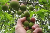 Loại quả xưa chín rụng đầy gốc nay thành đặc sản 85.000 đ/kg, trồng một lần thu hoạch nhiều năm, người thành phố ưa chuộng