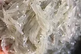 Đặc sản mỗi năm chỉ có một mùa, xưa giá rẻ như cho nay bán 200.000 đ/kg, người thành phố ưa chuộng