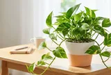 Đặt cây trầu bà ở 4 vị trí này, tài lộc vào nhà không dứt
