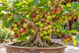 Tuổi con giáp nào vượng lộc khi trồng cây sung phong thủy?
