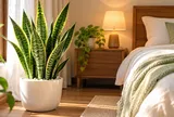 Vì sao nhiều người đặt cây lưỡi hổ trong phòng ngủ? Hóa ra vì cây này rất đặc biệt