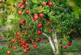 Cây ăn quả quen thuộc “lên chậu” thành bonsai hút tài lộc, quả lúc lỉu đẹp mắt, có cây giá gần 1 tỷ đồng
