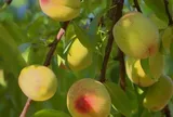 Loại quả xưa chín rụng đầy gốc nay thành đặc sản 45.000 đ/kg, trồng một lần thu hoạch nhiều năm, được ưa chuộng ở thành phố
