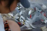 Loại cá tốt trên thế giới ở Việt Nam giá rẻ bèo, giàu dưỡng chất hơn cá hồi, xưa ít người ăn nay thành đặc sản nổi tiếng 70.000 đ/kg