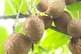Loại quả xưa chín rụng đầy nay thành đặc sản 45.000 đ/kg, trồng một lần thu hoạch nhiều năm, du khách thích thú