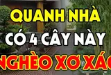 5 loại cây âm không trồng trước nhà: Cây càng xanh người càng lao đao, suy kiệt