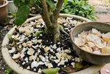 Cách làm phân bón từ vỏ trứng