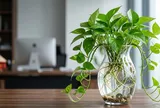 Cách trồng trầu bà thủy sinh xanh mướt, lá to, mầm non tua tủa