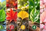 Chọn 1 chiếc lá để xem vận khí xung quanh bạn đang thế nào?