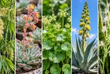 Không phải hoa nào nở cũng báo vận may: 5 loại cây ra hoa lại khiến nhiều người lo ngại