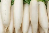 Lợi ích của việc ăn củ cải trắng thường xuyên