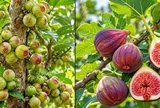 Nên trồng cây sung ta hay sung Mỹ? Khác biệt nằm ở 4 điểm này