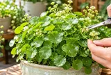 Tại sao nhiều người trồng cỏ đô la phong thủy đến khi ra hoa lại cắt bỏ?