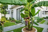Vị trí trồng cây chuối hút tài lộc vào nhà