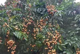 Loại quả mọc bờ rào xưa chín rụng đầy nay thành đặc sản 50.000 đ/kg, trồng một lần thu hoạch nhiều năm, người thành phố ưa chuộng