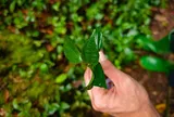 Đặc sản có tên "ngượng đỏ mặt", xưa mọc bờ rào nay được ưa chuộng giá 55.000 đ/kg, trồng một lần thu hoạch nhiều năm